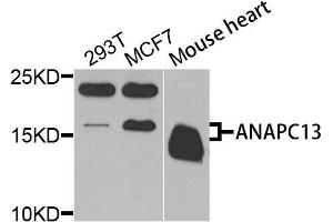 Western blot analysis of extracts of various cells, using ANAPC13 antibody. (ANAPC13 antibody)