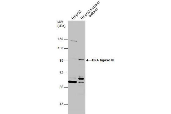 LIG3 antibody  (C-Term)