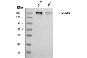 Western blot analysis of SHROOM4 using anti-SHROOM4 antibody (ABIN7600980). (Shroom Family Member 4 (SHROOM4) (AA 262-928) antibody)
