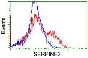 HEK293T cells transfected with either RC204904 overexpress plasmid (Red) or empty vector control plasmid (Blue) were immunostained by anti-SERPINE2 antibody (ABIN2455780), and then analyzed by flow cytometry. (SERPINE2 antibody)