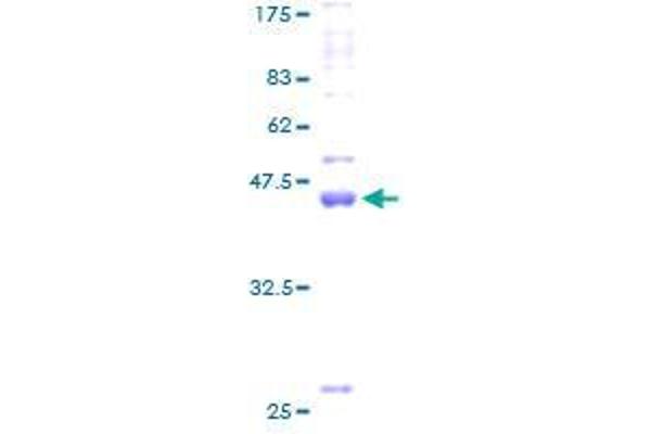 Claudin 19 Protein (CLDN19) (AA 1-211) (GST tag)