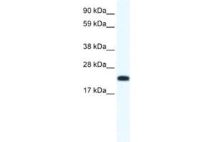 Western Blotting (WB) image for anti-Cbp/p300-Interacting Transactivator, with Glu/Asp-Rich Carboxy-terminal Domain, 4 (CITED4) antibody (ABIN2461495) (CITED4 antibody)