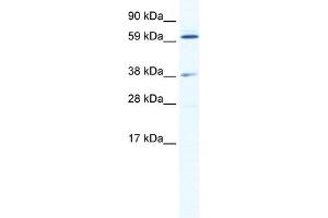 ALX3 antibody (20R-1182) used at 0. (ALX3 antibody  (N-Term))
