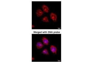 ICC/IF Image Immunofluorescence analysis of paraformaldehyde-fixed HeLaS3, using Flotillin-2 , antibody at 1:100 dilution. (Flotillin 2 antibody  (C-Term))