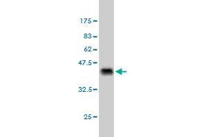 Western Blot detection against Immunogen (37.