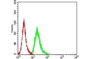 Flow cytometric analysis of Hela cells using AMBRA1 mouse mAb (green) and negative control (red). (AMBRA1 antibody  (AA 1177-1301))