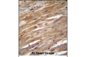 FSD2 Antibody (N-term) (ABIN656214 and ABIN2845531) immunohistochemistry analysis in formalin fixed and paraffin embedded mouse heart tissue followed by peroxidase conjugation of the secondary antibody and DAB staining.