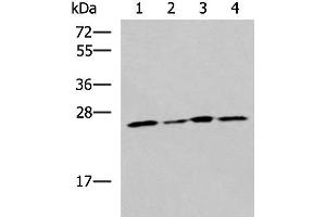 Western blot analysis of LOVO Hela A549 and HT29 cell lysates using RPL13A Polyclonal Antibody at dilution of 1:1600