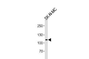 Western blot analysis of lysate from SK-N-MC cell line, using NOC3L Antibody (N-term) (ABIN657897 and ABIN2846849). (NOC3L antibody  (N-Term))