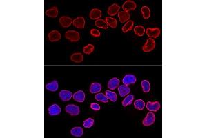 Immunofluorescence (IF) image for anti-Lamin B1 (LMNB1) (AA 397-586) antibody (ABIN3015698)