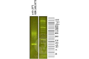 Cleavage Under Targets and Release Using Nuclease (CUT&RUN) image for anti-Lymphoid Enhancer-Binding Factor 1 (LEF1) (AA 100-399) antibody (ABIN1680678)