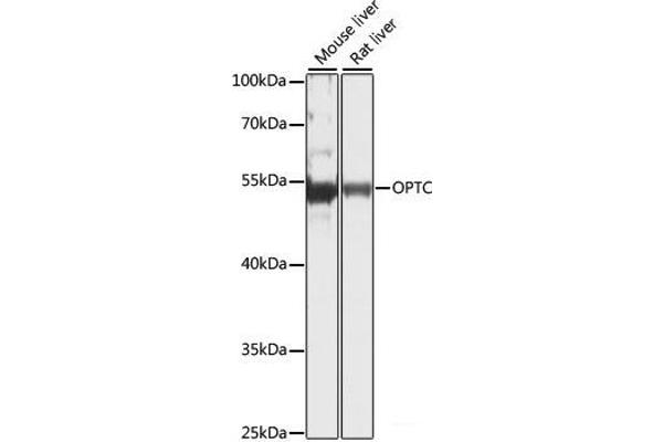 OPTC antibody