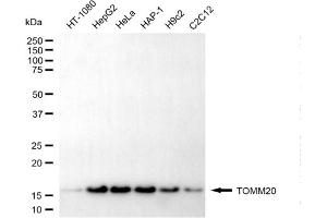 anti-Mitochondrial Import Receptor Subunit TOM20 homolog (TOMM20) antibody