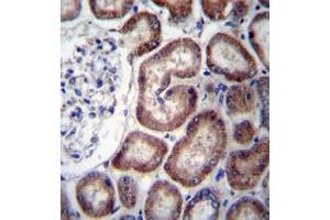 Immunohistochemistry analysis in formalin fixed and paraffin embedded human kidney tissue reacted with IREB2 Antibody (Center) followed by peroxidase conjugation of the secondary antibody and DAB staining. (IREB2 antibody  (Middle Region))