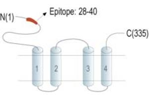 anti-Magnesium Transporter 1 (MAGT1) (AA 28-40), (Extracellular), (N-Term) antibody