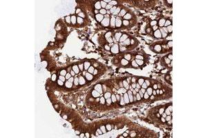 Immunohistochemical staining of human colon with RLN3 polyclonal antibody  shows strong cytoplasmic positivity in glandular cells.
