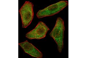 Fluorescent image of  cells stained with PIK3R3 Antibody (C-term) A. (PIK3R3 antibody  (C-Term))