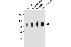 All lanes : Anti-G Antibody (Center) at 1:2000 dilution Lane 1: Hun brain whole tissue lysate Lane 2: Hun cerebellum whole tissue lysate Lane 3: Mouse brain whole tissue lysate Lane 4: Mouse cerebellum whole tissue lysate Lysates/proteins at 20 μg per lane. (MAG antibody  (AA 439-466))