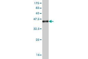 Western Blotting (WB) image for anti-Interferon Regulatory Factor 4 (IRF4) (AA 342-451) antibody (ABIN561524)