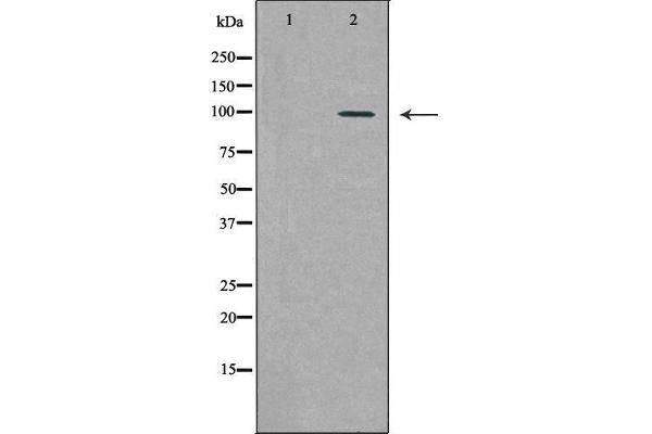 PML antibody  (N-Term)