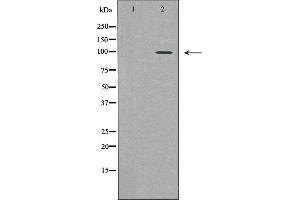 Western blot analysis of HeLa  lysate using PML antibody. (PML antibody  (N-Term))
