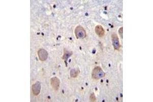 Immunohistochemistry analysis in formalin fixed and paraffin embedded human brain tissue reacted with KCNK1 Antibody (C-term) followed which was peroxidase conjugated to the secondary antibody and followed by DAB staining. (KCNK1 antibody  (C-Term))