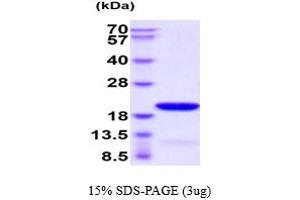 SDS-PAGE (SDS) image for GABA(A) Receptor-Associated Protein Like 1 (GABARAPL1) (AA 1-117) protein (His tag) (ABIN667851) (GABARAPL1 Protein (AA 1-117) (His tag))