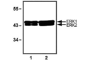 1:1000 (1 ug/ml) antibody dilution used in WB of 10 ug (1) and 30 ug (2) of HeLa cell lysates. (ERK1/2 antibody)