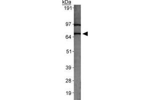 Western blot analysis of SLC31A2 in MEF cell lysate with SLC31A2 polyclonal antibody . (SLC31A2 antibody  (AA 50-100))