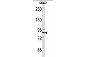 STRN4 Antibody (N-term) (ABIN656682 and ABIN2845920) western blot analysis in K562 cell line lysates (35 μg/lane). (STRN4 antibody  (N-Term))