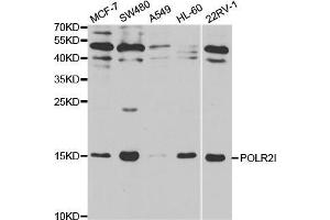Western blot analysis of extracts of various cell lines, using POLR2I antibody (ABIN5970958) at 1/1000 dilution. (POLR2I antibody)