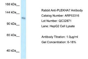 WB Suggested Anti-PLEKHA7 Antibody Titration: 0. (PLEKHA7 antibody  (Middle Region))