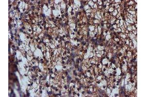 Image no. 9 for anti-Complement Component 1, S Subcomponent (C1S) antibody (ABIN1497565) (C1S antibody)