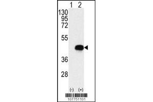 Western blot analysis of BCKDK using rabbit polyclonal BCKDK Antibody using 293 cell lysates (2 ug/lane) either nontransfected (Lane 1) or transiently transfected with the BCKDK gene (Lane 2). (BCKDK antibody  (AA 120-151))