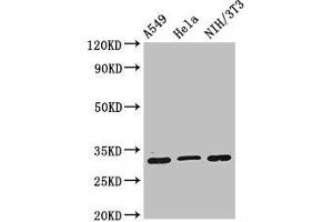 Western Blot Positive WB detected in: A549 whole cell lysate, Hela whole cell lysate, NIH/3T3 whole cell lysate All lanes: RPS2 antibody at 2 μg/mL Secondary Goat polyclonal to rabbit IgG at 1/50000 dilution Predicted band size: 32 kDa Observed band size: 32 kDa (RPS2 antibody  (AA 2-61))