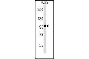 Western blot analysis of ITGB7 Antibody (C-term) in WiDr cell line lysates (35ug/lane). (Integrin beta 7 antibody  (C-Term))