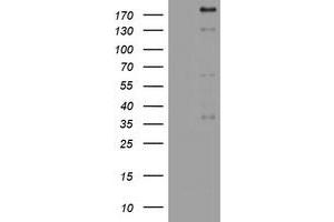 Image no. 1 for anti-Paternally Expressed 3 (PEG3) (AA 1-364) antibody (ABIN1490766) (PEG3 antibody  (AA 1-364))