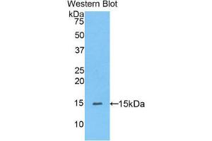 Western Blotting (WB) image for anti-Peroxisome Proliferator-Activated Receptor delta (PPARD) (AA 29-147) antibody (ABIN1175443)