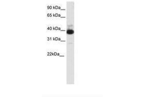 TTC19 antibody  (C-Term)