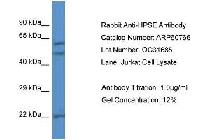 Western Blotting (WB) image for anti-Heparanase (HPSE) (N-Term) antibody (ABIN786266) (HPSE antibody  (N-Term))