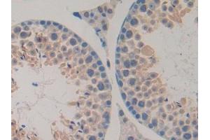 DAB staining on IHC-P; Samples: Mouse Testis Tissue (UBA7 antibody  (AA 23-238))