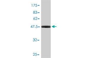 Western Blot detection against Immunogen (48. (ARHGDIA antibody  (AA 1-204))