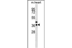 Western blot analysis in mouse heart tissue lysates (35ug/lane). (CEBPE antibody  (C-Term))