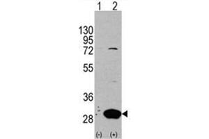 Image no. 1 for anti-Latexin (LXN) (Middle Region) antibody (ABIN356976) (Latexin antibody  (Middle Region))