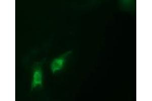 Image no. 1 for anti-Chromosome 2 Open Reading Frame 62 (C2orf62) antibody (ABIN1497052) (C2orf62 antibody)