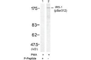 Image no. 1 for anti-Insulin Receptor Substrate 1 (IRS1) (pSer312) antibody (ABIN196858)