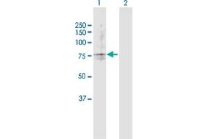 Western Blot analysis of TAP2 expression in transfected 293T cell line by TAP2 MaxPab polyclonal antibody.