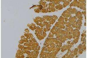 ABIN6273833 at 1/100 staining Human pancreas tissue by IHC-P. (Kallikrein 12 antibody  (Internal Region))