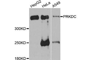 Western blot analysis of extracts of various cell lines, using PRKDC antibody (ABIN5975861) at 1/1000 dilution.