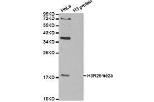 Western blot analysis of extracts of HeLa cell line and H3 protein expressed in E. (Histone 3 antibody  (H3R26me2a))